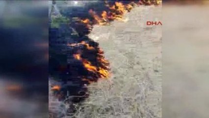 Mardin'de Orman Yangınında 20 Hektarlık Alan Kül Oldu