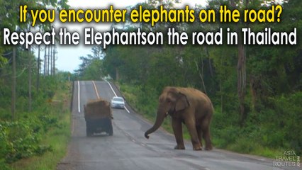 Respect the Elephants on the road in Thailand