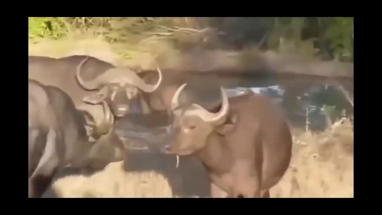 15 CRAZIEST Animal attacks Caught On Camera #2 - Most Amazing Wild Animal Attacks