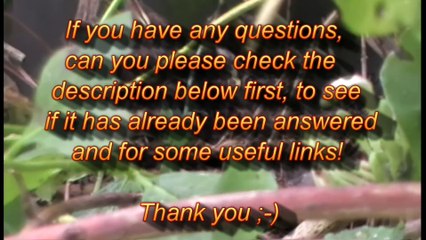 Pest Control with Air Rifles - Squirrel Shooting - Bruv and Bro Go to the Woods