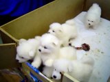 Cute Samoyed Puppies !