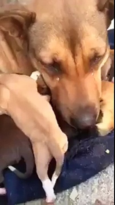 dog pound, reaction of a dog after being rescued with her puppies !