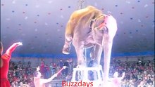 Un éléphant épuisé s’effondre en plein spectacle sur une partie du public. Stupeur !