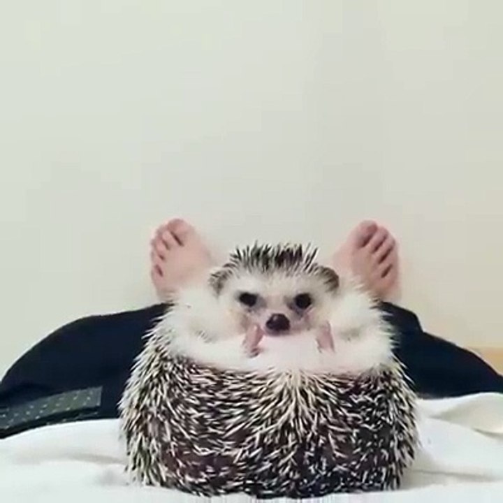 un ventre doux et confortable