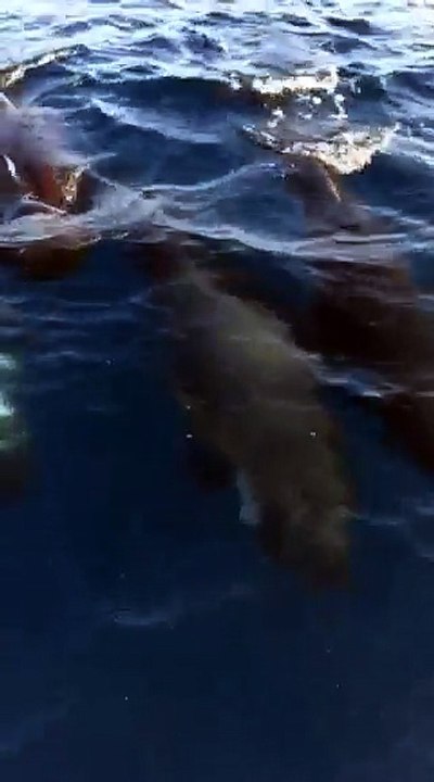 Rencontre avec des dauphins au large de Cannes