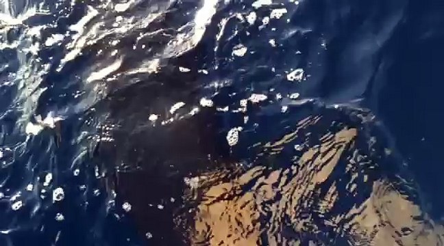 Rencontre avec des dauphins au large de Cannes