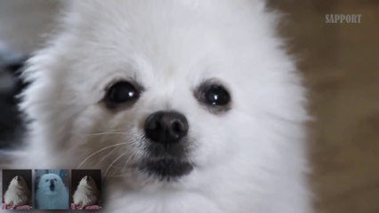 Musique de Requiem for a dream reprise par... un caniche !