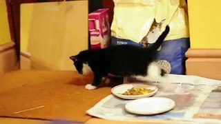 Some cute kitten finds his new worste enemy.