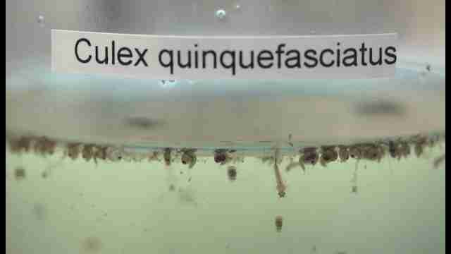 Florida confirma 10 nuevos casos de zika probablemente autóctonos