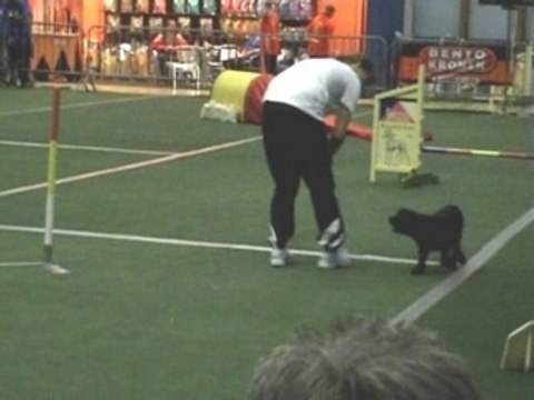 championnat international agility jumping Europea team