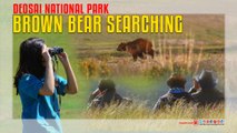 Deosai National Park Brown Bear Searching