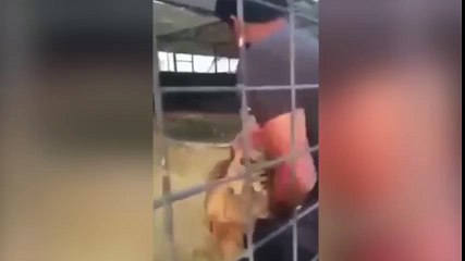 Susto viral: Tigre ataca a hombre que jugaba con él