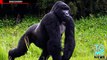 Kostum gagal; Pria dengan kostum gorilla di tembak bius,  - Kompilasi Tomonews