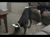 Hund beißt in die Hoden eines Jungen