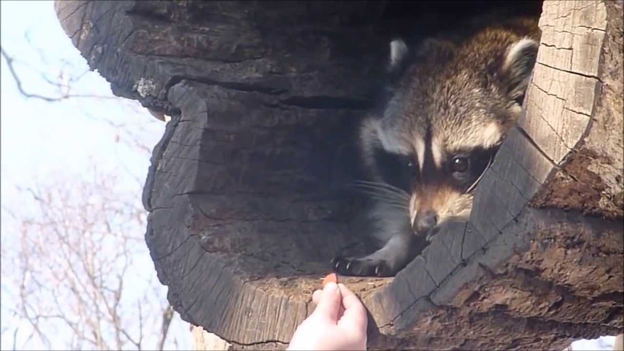 Un Raton Laveur Adorable Mais Tres Timide Video Dailymotion