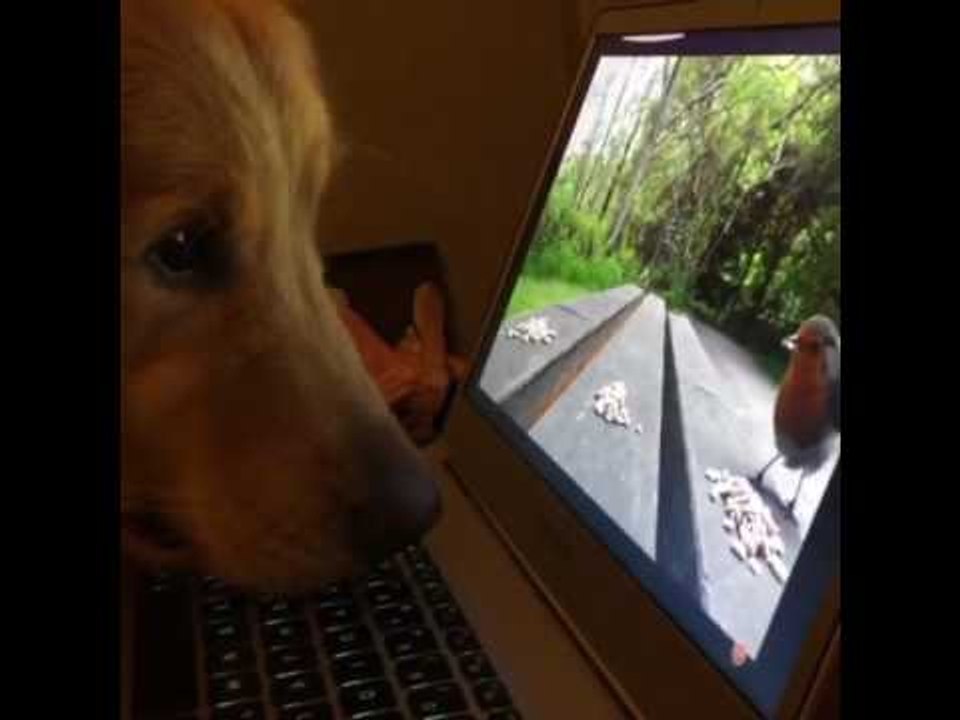 Golden Retriever Shows His Focus by Watching Animals on Laptop Screen
