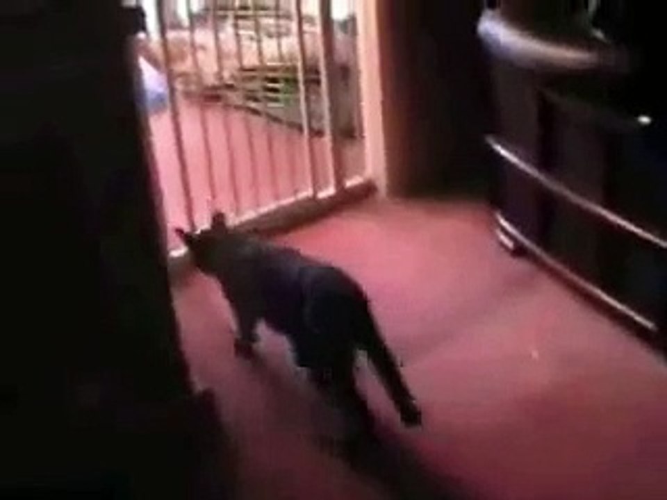 best cat jump ever