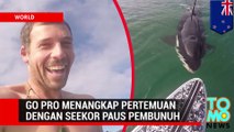 Pertemuan jarak dekat dengan paus pembunuh tertangkap Go Pro - Tomonews