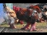 The most strange Chickens You will never see 2016