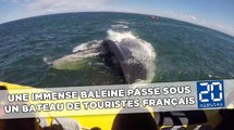 Une immense baleine passe sous un bateau de touristes français