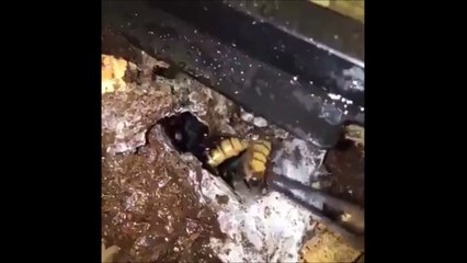 Il pense attraper un asticot, regardez ce qu'il tire de ce trou... Cauchemar