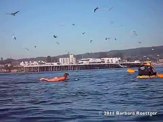 California: surfista rischia di essere inghiottita da una balena