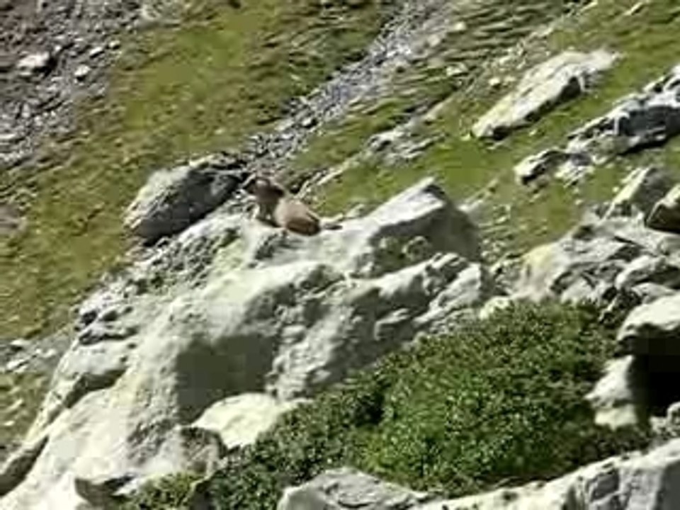 Cri de la marmotte