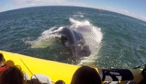 Une baleine donne une grosse frayeur aux passagers d'un bateau