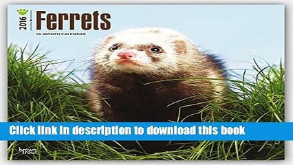 Books Ferrets 2016 Square 12x12 (Multilingual Edition) Free Online