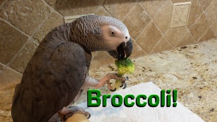 Einstein Parrot eating broccoli