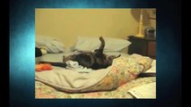 Funny Cats Video - Funny Cat Videos Ever- Funny Videos 2014 - Funny Animals Funny Animal Videos (4)