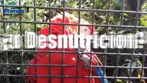 Vea por qué se están muriendo los animales en los zoológicos de Venezuela