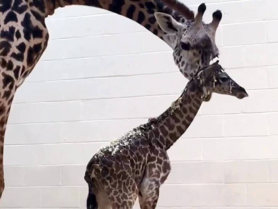 Baby giraffe born to first-time mom at Cincinna...