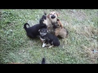 puppies (puppies are)