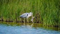 Heron chasse des lapins et des serpents!