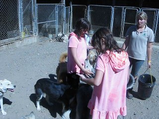 Huskies in the Haliburton Forest, Ontario, Canada