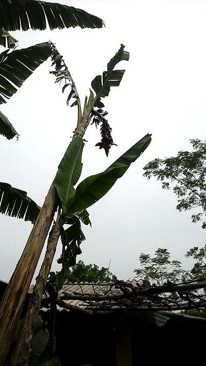 chim hút mật
