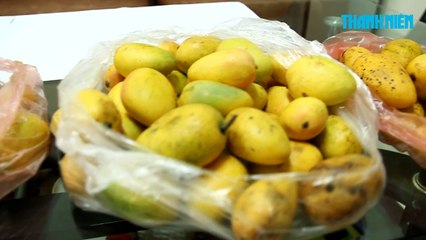 Lãnh đạo ngành bảo vệ thực vật ăn xoài chứng minh không có xoài cao su