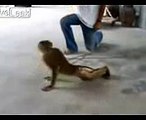 Monkey does his daily push-ups exercise HAHA! (MUST SEE!) - YouTube (1)