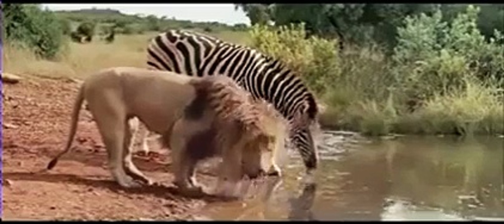 animals