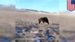 Animal abuse: Grizzly bear chased by Montana ranch hand Lawrence Kennedy in pickup truck - TomoNews