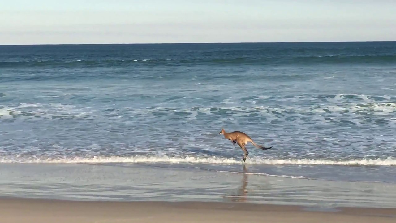 Un kangourou fait son footing sur la plage en Australie!