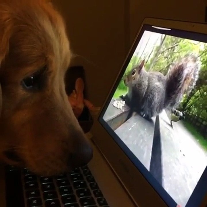 Adorable Golden Retriever Entranced by Squirrel on his Laptop