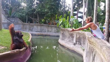 Un homme et un orang-outan se font des passes