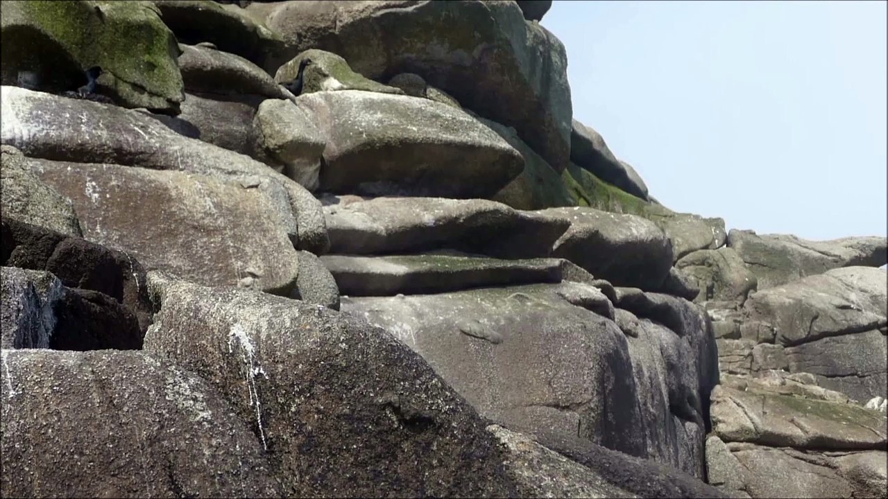 Cormorans en nidification