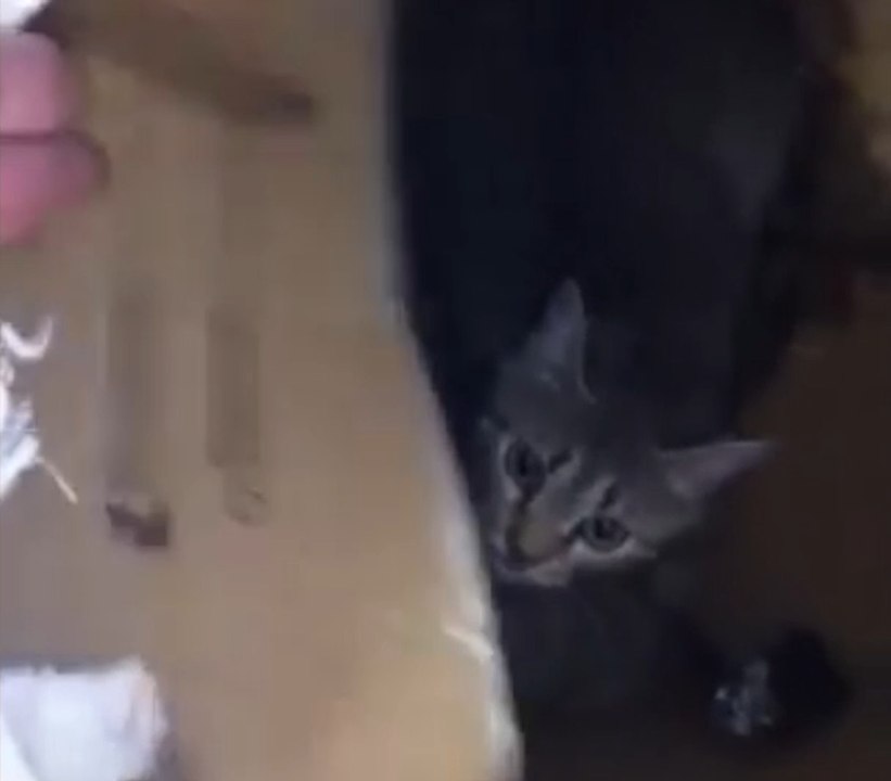 Trois chatons sauvés par les éboueurs de Marseille" : le carton allait partir à la benne"