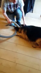 Toilette du chien à l'aspirateur