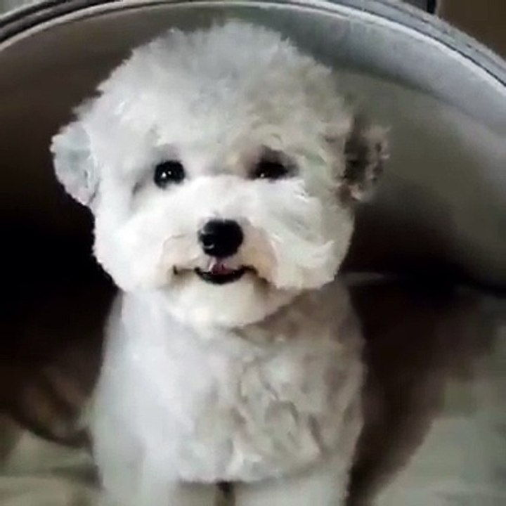 Funny animal 2016 - part 7