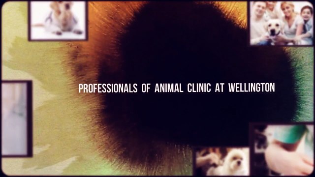 Pet Boarding Services in Wellington