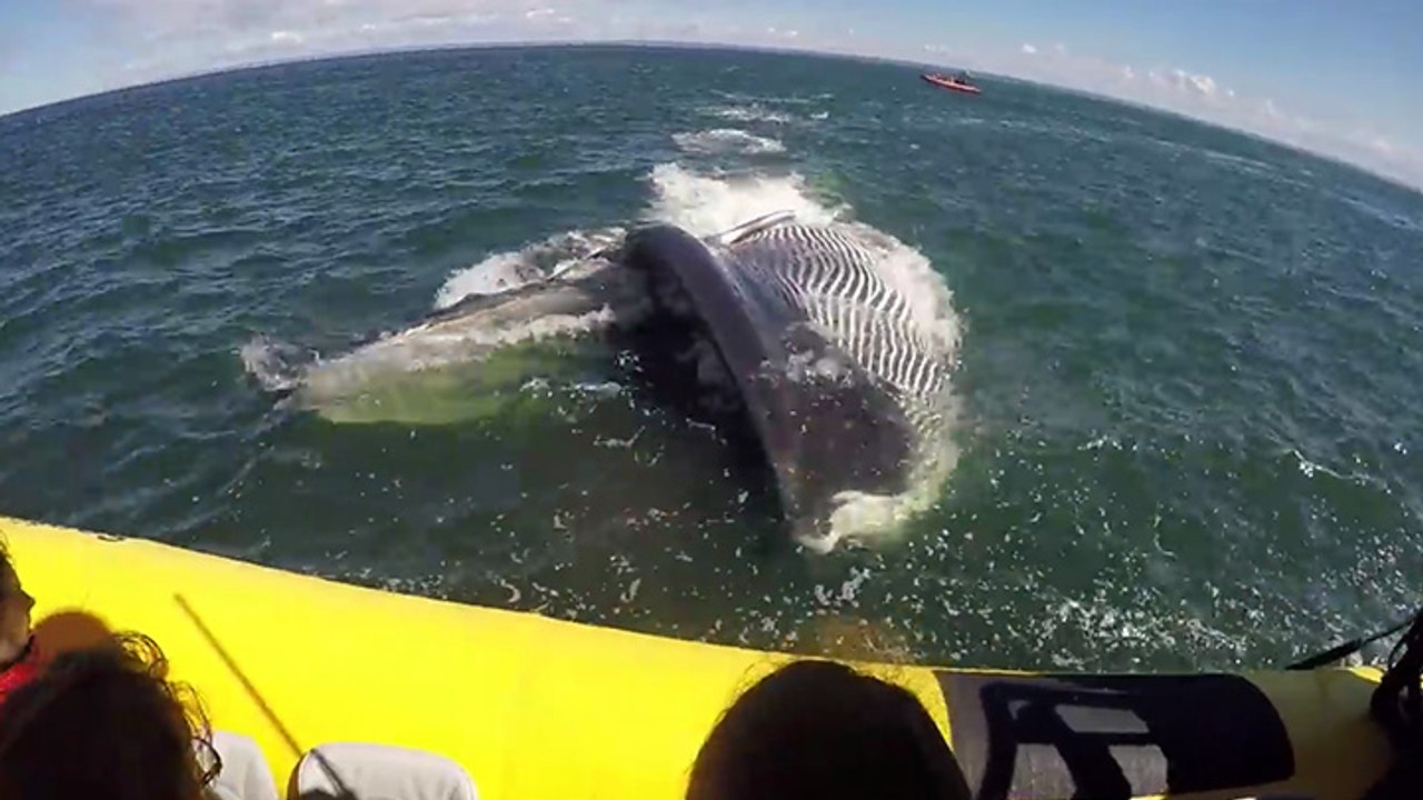 Une baleine passe sous un bateau de touristes